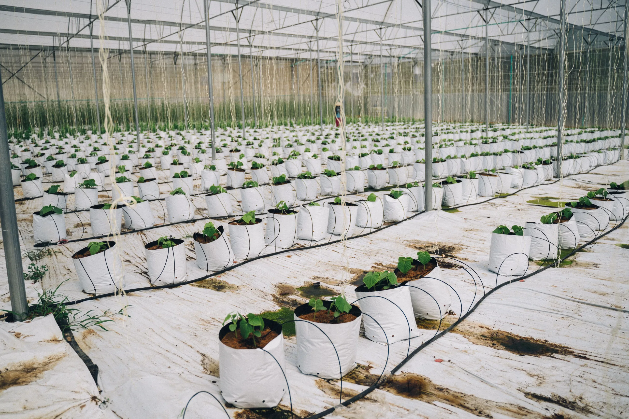Greenhouse drip irrigation system
