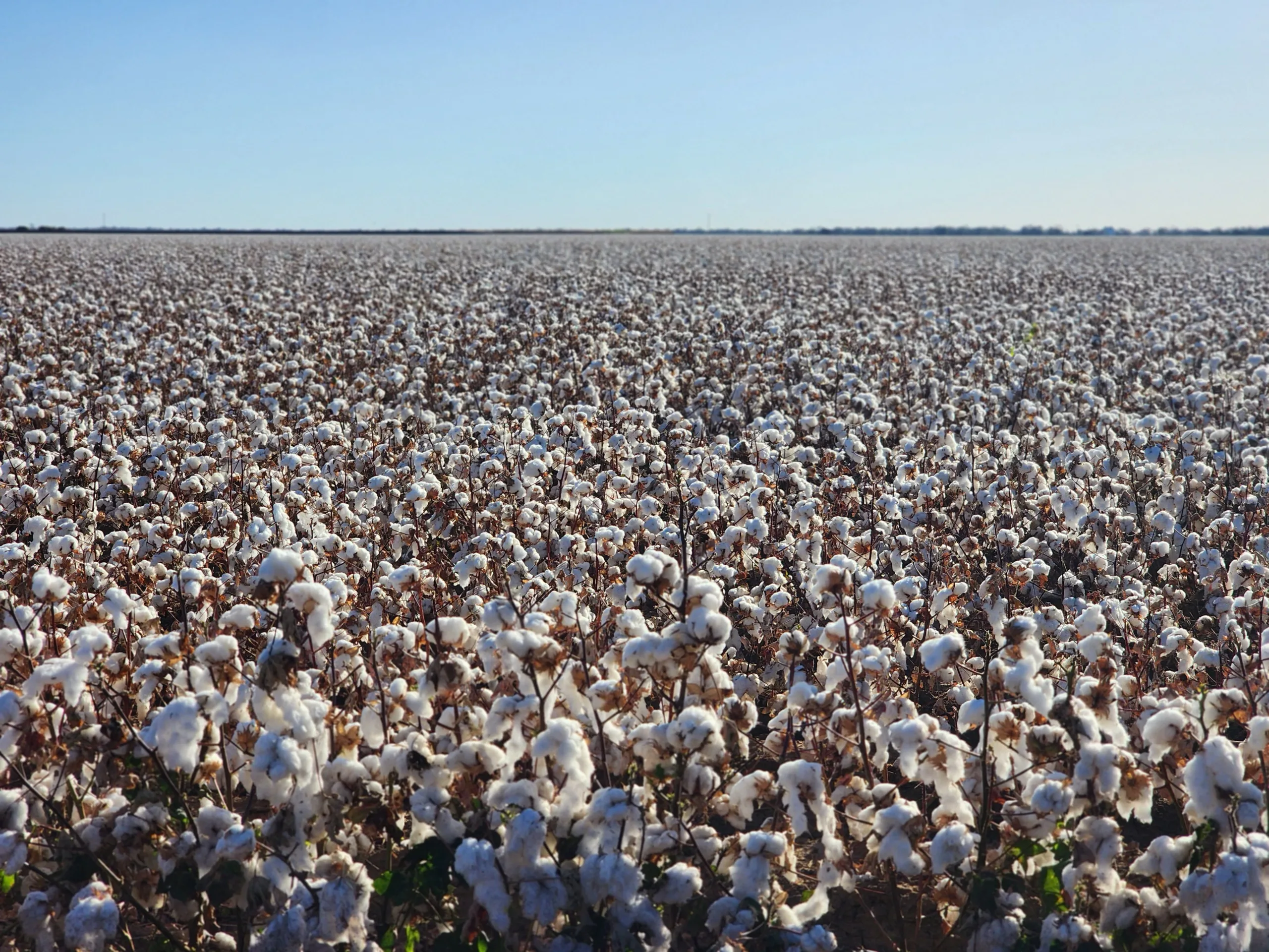 Large-scale cotton farm drip irrigation project