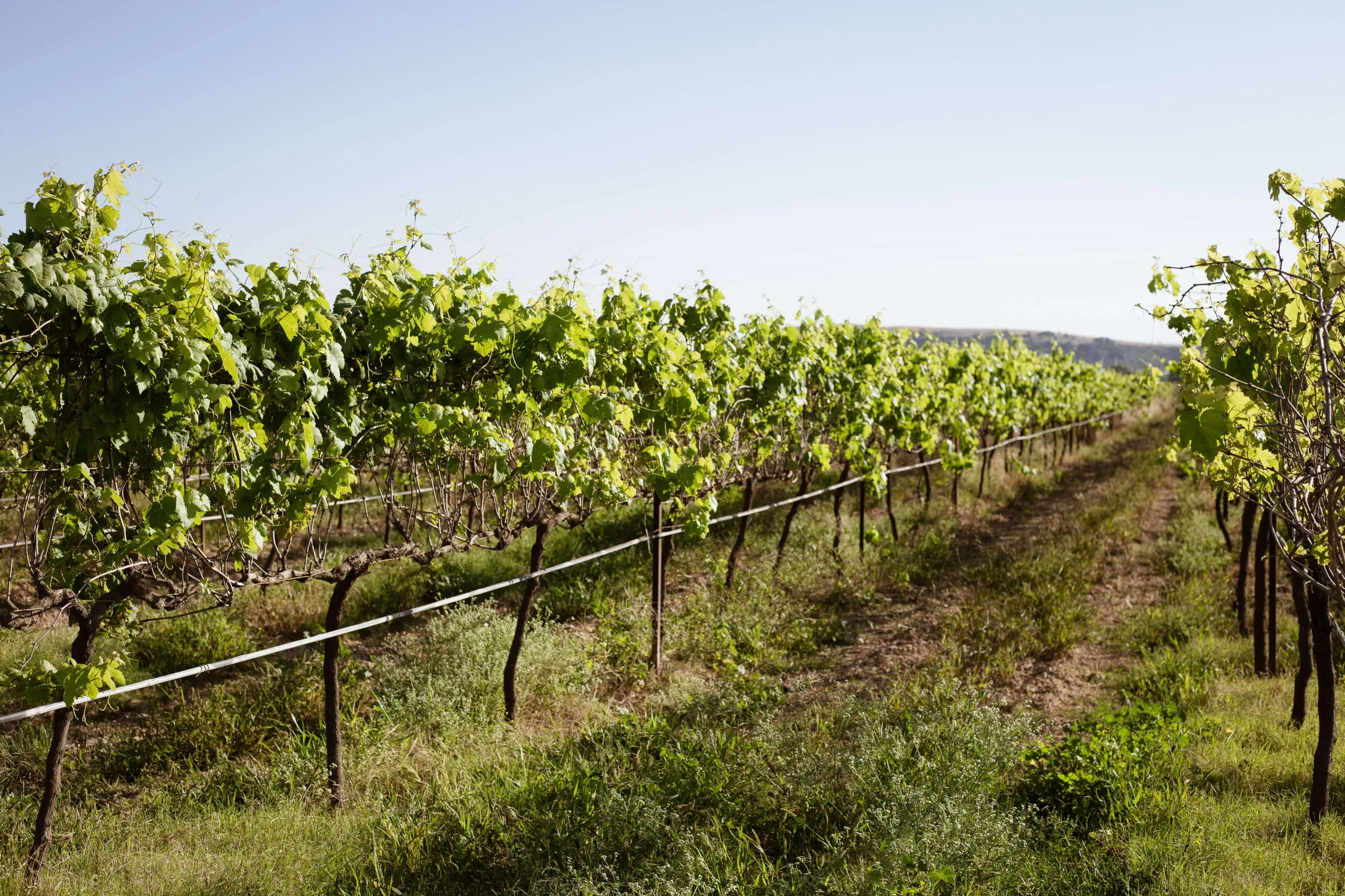 Vineyard drip irrigation installation